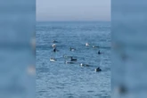 Vídeo: pinguins e botos fazem a festa de banhistas em mar de SC