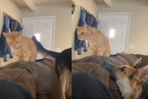 Vídeo: cadela tenta conquistar amizade de gato em “relação unilateral”
