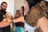 Gatinha é abandonada e fica paraplégica, mas sobrevive e comove a web