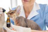 Saiba em quais casos a cannabis medicinal tem sido prescrita para pets