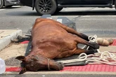 Vídeo: égua de carruagem desmaia e morre no meio da rua em Nova York
