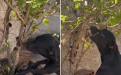 Pit bull come jabuticaba direto do pé e encanta a web. Veja o vídeo