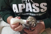 Filhote de felino misterioso é encontrado em fazenda de SP após chuvas