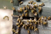 O que você nunca deve fazer ao encontrar um enxame de abelhas