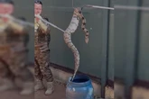 Vídeo: PMDF resgata jiboia na Asa Sul; cobra seria de moradora da área