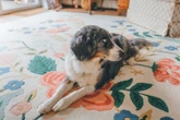 Seis sinais graves de que seu cachorro está triste