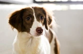 Cães e gatos: 15% da população de rua no DF tem ao menos um pet