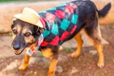 Menos É Mais, cinema ao ar livre e arraial pet: o que fazer em SP