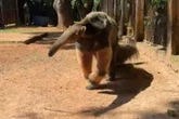 Queijinho e Farofa: Zoo salva 217 bichos vítimas de acidente e tráfico