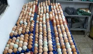 Seagri flagra ratos em meio a mil ovos que seriam vendidos no Lago Sul