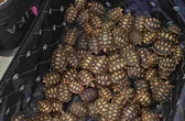 PRF flagra homem com 600 filhotes de jabutis dentro de mala. Vídeo