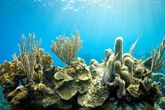 Alerta: morte em massa de corais marca nova era do aquecimento global