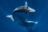 Onda de calor alterou ecossistema do oceano e matou baleias de fome