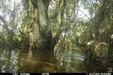 Pantanal: cientistas acham refúgio climático de onças após incêndios