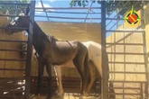 Polícia Militar resgata cavalos furtados em área rural do DF