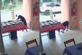 Vídeo: vira-lata “ladrão” de bolo é flagrado por câmeras de segurança