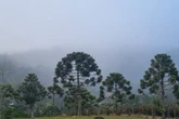 Campos do Jordão registra 2,7ºC e bate recorde de frio nesta madrugada