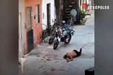 Suspeito dá uma de homem-aranha e cai de cabeça durante fuga. Vídeo