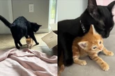 Gato muda de comportamento ao conhecer novo integrante da família