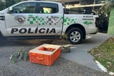 Pai e filho são autuados em R$ 182 mil por traficar papagaios em SP.