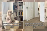 Rivalidade canina: mini goldendoodle enfrenta chihuahua