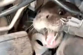 SC: lontra surge em local inusitado e resgate é acionado. Vídeo