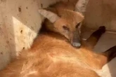 Vídeo: lobo-guará é resgatado após ser atropelado em estrada de SP