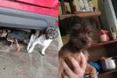 Shih tzu cruza com pinscher por acidente, e filhotes conquistam web