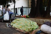 Frio e geada: temperatura cai na madrugada em SP e alerta Defesa Civil