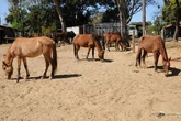 GDF cria subsecretaria para proteção e resgate de animais de produção