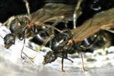 Messor ibericus: formiga consegue colocar ovos de espécies diferentes