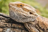 Após enquete, dragões-barbudos do Zoo de Brasília já têm nome; confira