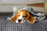 Onde os cachorros devem dormir em dias frios, segundo veterinário