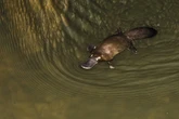 Mamífero que bota ovo: conheça atributos curiosos dos ornitorrincos