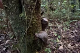Bicho-preguiça atropelado em rodovia é resgatado e solto na natureza