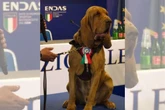 Herói: cão farejador é morto com salsichas recheadas de pregos