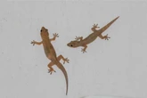 Por que você não deve matar lagartixas se elas aparecerem em casa