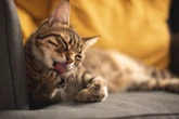 Seu gato lambe demais as patas? Saiba quais as principais razões