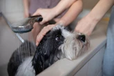 Banho em cachorro: limpeza em excesso causa risco à saúde do pet