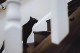 Brincando, gato pula em tutor, que se desequilibra e cai da escada