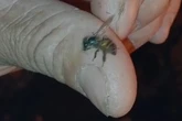 Abelhas atacam e ferroam três pessoas na região central de Brasília