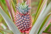 Ananás ou abacaxi: conheça os benefícios da fruta anti-inflamatória