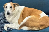 Silveira, cão “mascote” de universidade no RS, é adotado após 10 anos