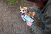 Estudo revela como a tecnologia afeta o vínculo entre humanos e cães
