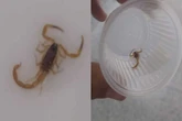 Criança é picada por escorpião dentro de escola em Mato Grosso do Sul