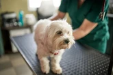 Veja quais glândulas podem causar cheiro forte e incômodo nos cães