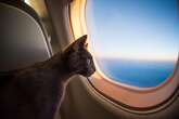 Gato embarca clandestinamente em avião e causa atraso de 2 dias em voo