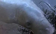 Mortes de peixes-bois em Maceió acendem alerta para proteger animais