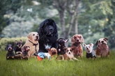 Descubra quais são as 7 raças de cães mais tranquilas