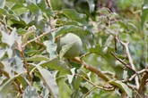 Estudo mostra potencial de fruta do Cerrado contra o câncer de bexiga